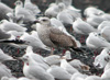 juvenile LBBG, ringed in the Netherlands.
